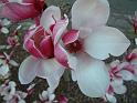Magnolia Pink
